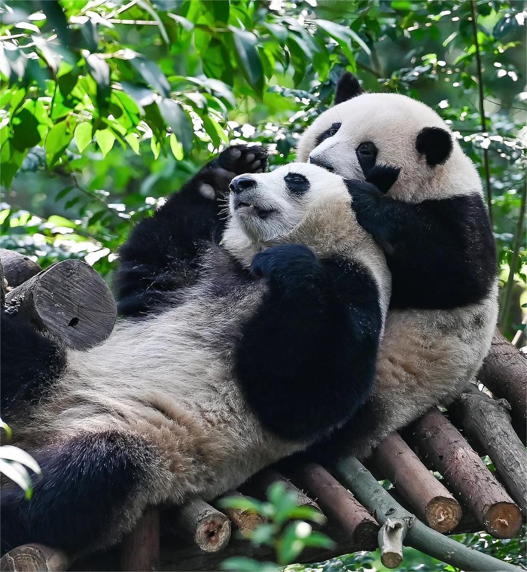 คู่มือท่องเที่ยวและคำแนะนำที่เป็นประโยชน์สำหรับการเยี่ยมชม Chengdu Research Base of Giant Panda Breeding