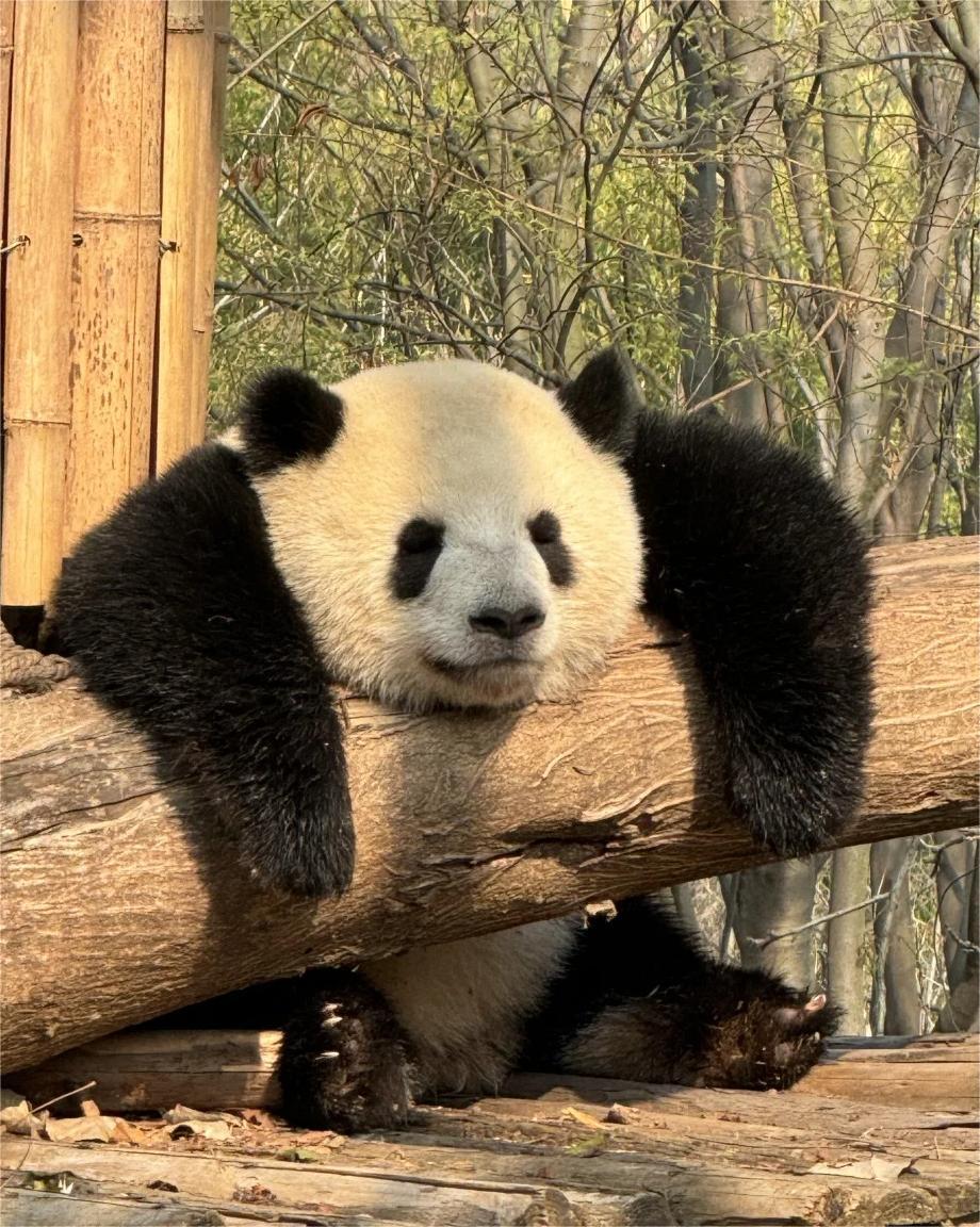 panda