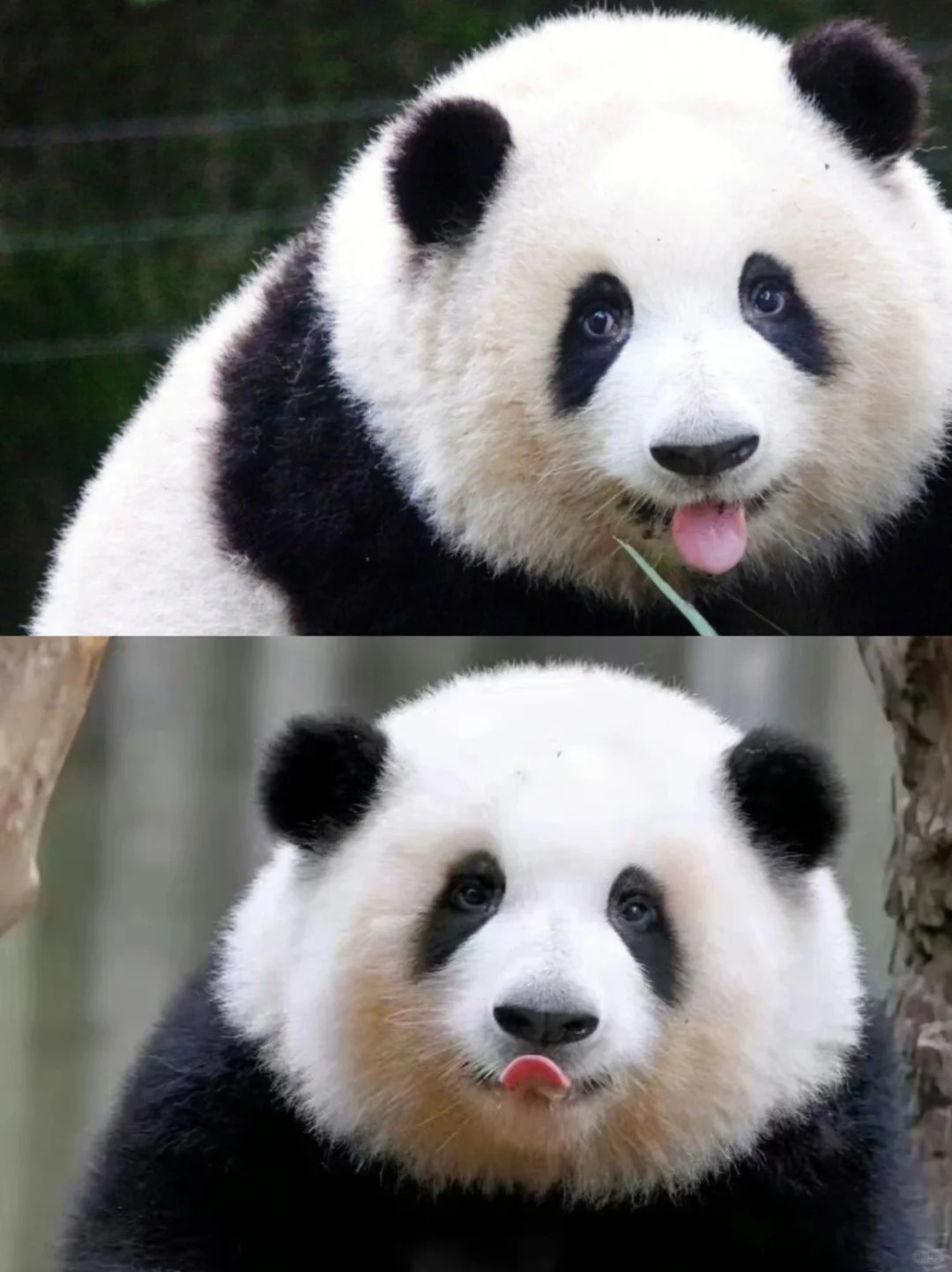 Chengdu Research Base of Giant Panda Breeding