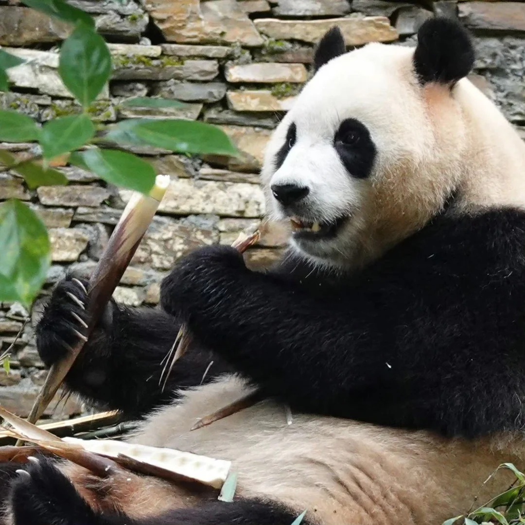 Chengdu Research Base of Giant Panda Breeding