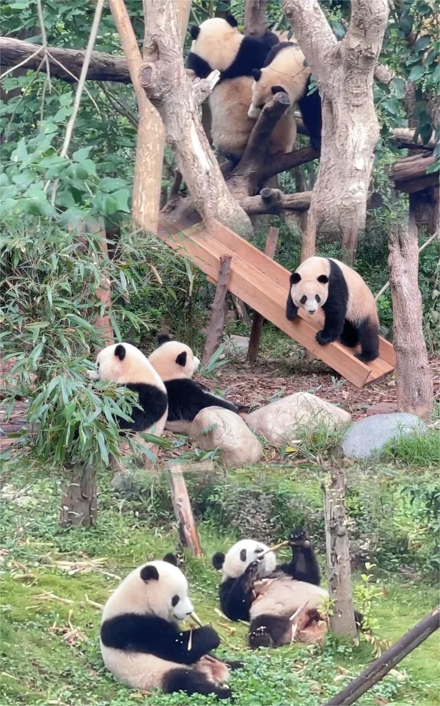 Chengdu Research Base of Giant Panda Breeding